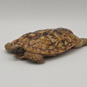 malacochersus tornieri
tortue crêpes
tortue pancake
tortue à carapace souple
femelle adulte
967000010000130