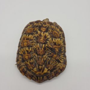 malacochersus tornieri
tortue crêpes
tortue pancake
tortue à carapace souple
femelle adulte
972273000489124