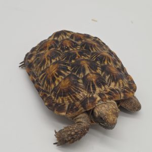 malacochersus tornieri
tortue crêpes
tortue pancake
tortue à carapace souple
male adulte
972273000572179