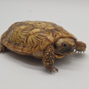 malacochersus tornieri
tortue crêpes
tortue pancake
tortue à carapace souple
femelle adulte extra color
972273000578850