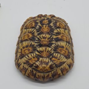 malacochersus tornieri
tortue crêpes
tortue pancake
tortue à carapace souple
femelle adulte
972273000572147