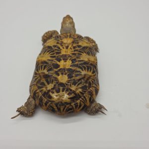 malacochersus tornieri
tortue crêpes
tortue pancake
tortue à carapace souple
femelle adulte extra color
967000009658186