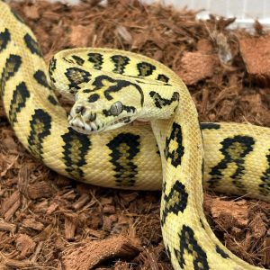 Morelia spilota spp
jaguar granite 66%het axanthic
python des jungles mutation
femelle -Nc 2025