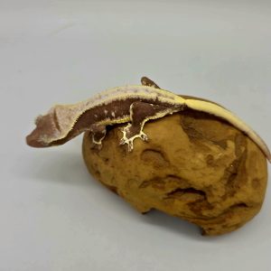 correlophus Ciliatus
axanthic lily white
femelle
