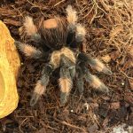Brachypelma Emilia