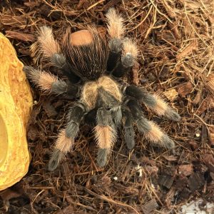 Brachypelma Emilia