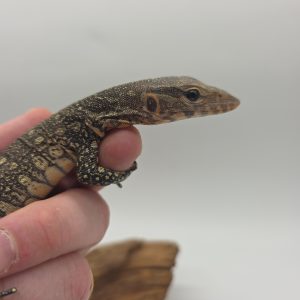 Varanus Ornatus
Vanran orné
2025