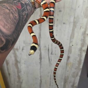 lampropeltis pyromelana infralabialis
serpent rois du sonora
femelle adulte