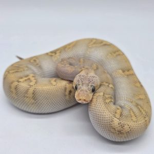 python regius
python royal
stranger Ghi mojave vanilla pastel clown 
male