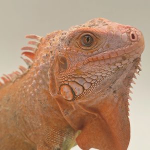 iguane vert mutation hypo/albinos red 
(iguana iguana)
femelle 2 ans et demi extra caractère 
900001000003466