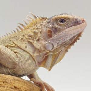 iguana iguana
iguane vert
mutation ( albinos T+ translucent)
femelle 900001000004686
