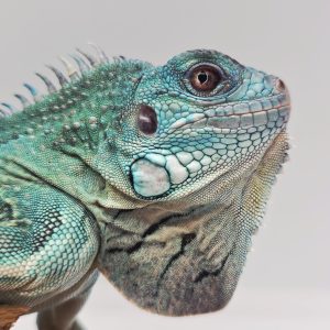 iguana iguana
iguane vert ( Blue rachan)(rare)
male 900001000004687