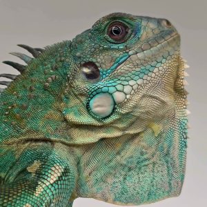 iguana iguana
iguane vert ( Blue rachan)(rare)
femelle 900001000004689