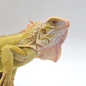 iguana iguana
iguane vert
( mutationT+ caramel)
femelle (900001000004692) -