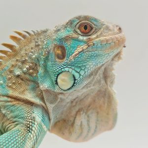 Iguane vert
iguana iguana
blue axanthic
juvénile -male
900001000004725