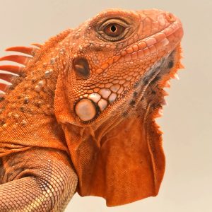 iguane vert mutation albinos t+ extra red
(iguana iguana)
male 
900001000004752