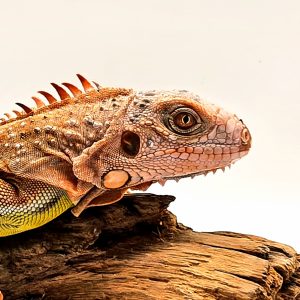 iguane vert mutation albinos t+ red bicolor
(iguana iguana)
femelle
900001000004753