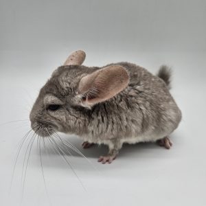 chinchilla beige foncé mâle