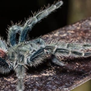 Insectes / Invertébrés