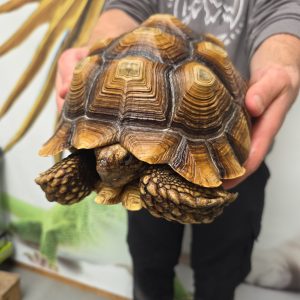 centrochelys sulcata
tortue sillonné
male 3.5kg
250229500022584