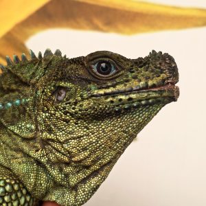 Hydrosaurus microlophus 
agama voillier du sulawesi