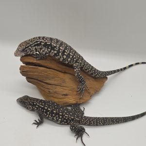 Tegu géant d'argentine.
tupinambis merianae
salvator merianae
juvenil -extra white