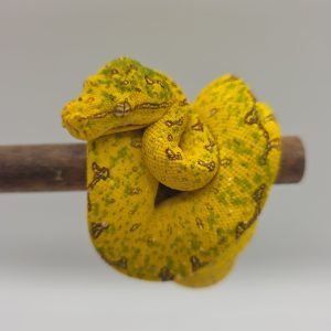 morelia viridis biak 
Azurea Azurea 
femelle 01