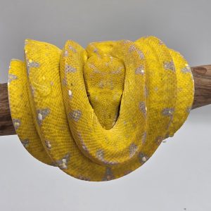 morelia viridis 
python vert arboricole 
localité monakwari
yellow white ( femelle)