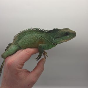 dragon d’eau 
Physignathus cocincinus 
male adulte