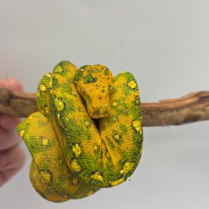 morelia viridis biak
Azurea Azurea
male 01 -