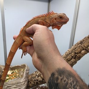 iguane vert mutation albinos t+ red 
(iguana iguana)
femelle 
900001000004751
Theo camus