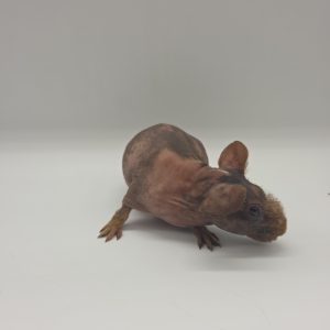 Cochon d'inde sans poils
(cobaye skinny)
mâle