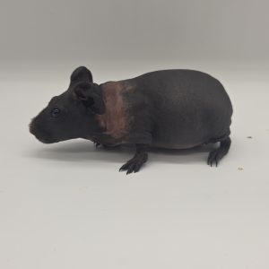 Cochon d'inde sans poils
(cobaye skinny)
mâle