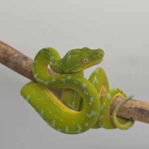 morelia viridis
python vert arboricole
localité monakwari
extra blue femelle 2024