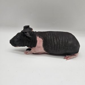 Cochon d'inde sans poils
(cobaye skinny)
mâle