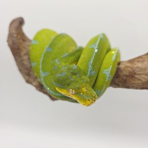 Morelia Viridis Localité
"jayapura "
male -