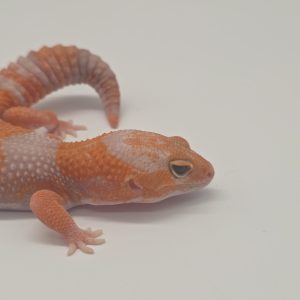 gecko queue grasse
Hemitheconyx caudicinctus
african fat tailled
Amelanistic tangerine het patty
femelle 002 Neah