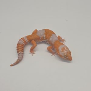 gecko queue grasse
Hemitheconyx caudicinctus
african fat tailled
Amelanistic tangerine het patty
male 003 makia