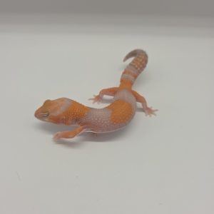 gecko queue grasse
Hemitheconyx caudicinctus
african fat tailled
Amelanistic tangerine het patty
male 004 sahaj