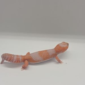 gecko queue grasse
Hemitheconyx caudicinctus
african fat tailled
Amelanistic tangerine het patty
femelle 005 Petra