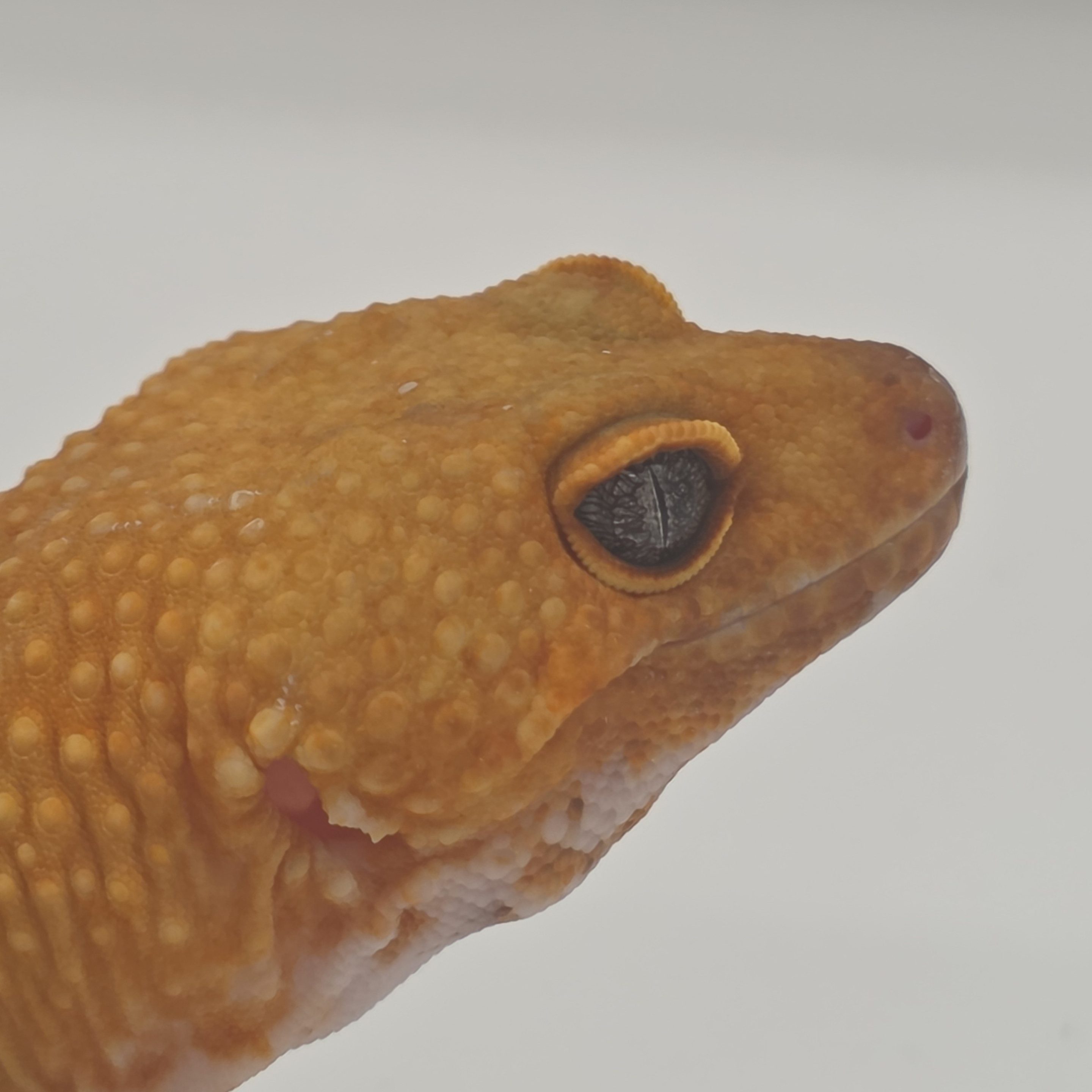 Gecko leopard
Eublepharis macularius 
Mandarin tangerine
male adulte 01