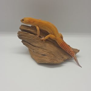 Gecko leopard
Eublepharis macularius
Mandarin tangerine
male adulte 02 black eyes