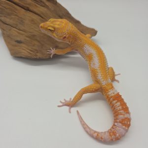 Gecko leopard
Eublepharis macularius
Mandarin tremper bold
male sub adulte Nayeli