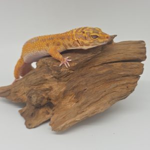 Gecko leopard
Eublepharis macularius 
Mandarin tremper bold
femelle adulte ege