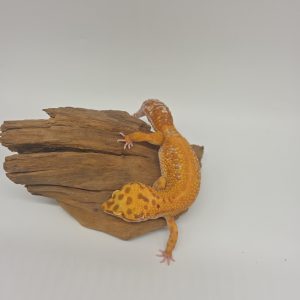 Gecko leopard
Eublepharis macularius 
Mandarin tremper bold
femelle adulte pataya