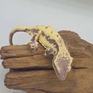 correlophus Ciliatus 
gecko à crête de nouvelle caledonie 
mutation frappucino
male 2025