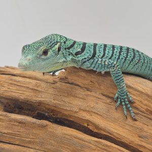 varanus prasinus
varan émeraude 
male présumé 2025