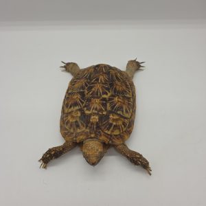 malacochersus tornieri 
tortue crêpes 
tortue pancake
tortue à carapace souple
femelle adulte
972273000488823