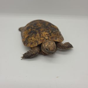 malacochersus tornieri 
tortue crêpes 
tortue pancake
tortue à carapace souple
femelle adulte
250229600031636