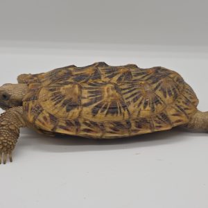 malacochersus tornieri 
tortue crêpes 
tortue pancake
tortue à carapace souple
femelle adulte 972273000489829